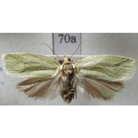 Tortrix viridana Linnaeus, 1758 Zwójka zieloneczka Czech70a